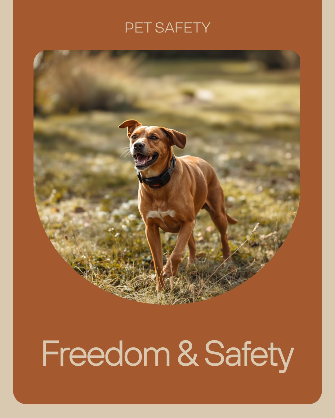 Dog outdoors with GPS tracking collar